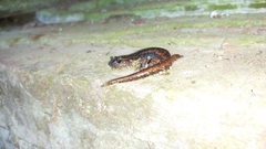 Speleomantes italicus