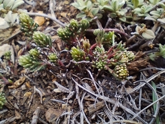 Thymelaea granatensis