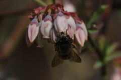 Anthophora villosula