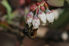 Anthophora villosula