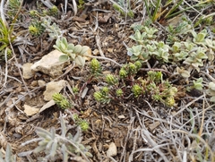 Thymelaea granatensis