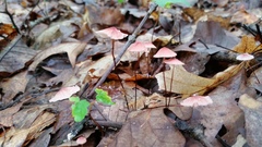 Marasmius pulcherripes