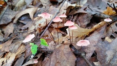 Marasmius pulcherripes
