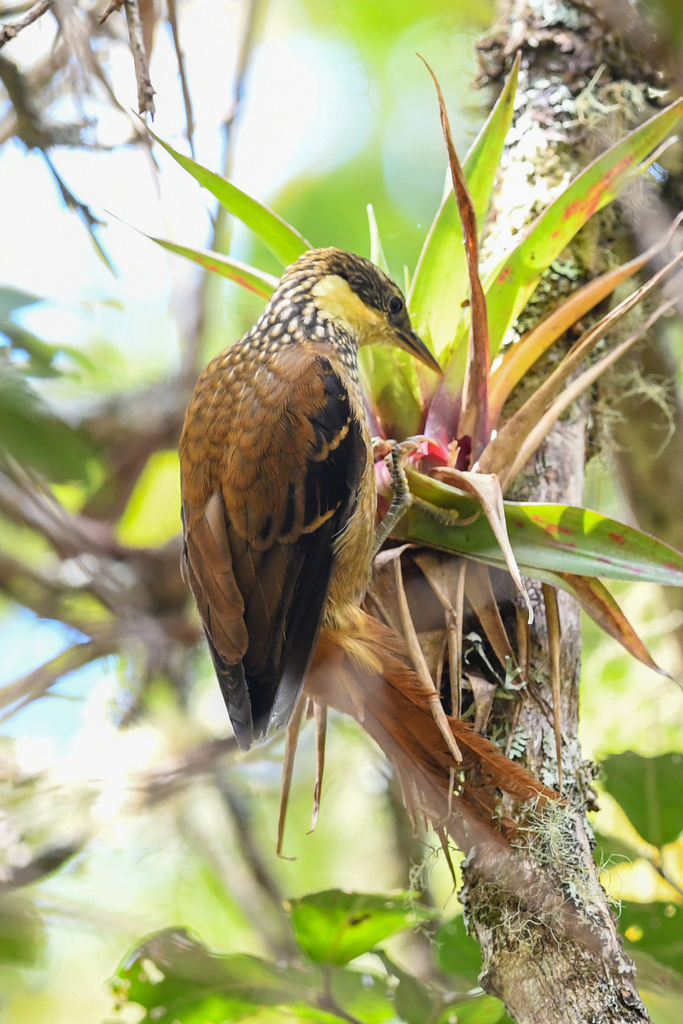 Buffy Tuftedcheek photo