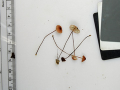 Marasmius pulcherripes