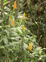 Pachystachys lutea