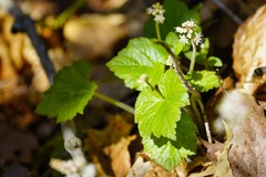 Tiarella cordifolia