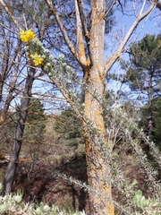 Adenocarpus decorticans