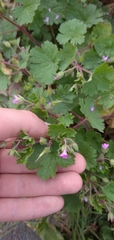 Geranium rotundifolium
