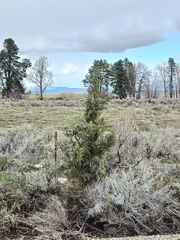 Juniperus occidentalis