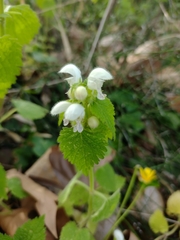 Lamium flexuosum
