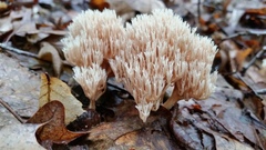 Lentaria byssiseda