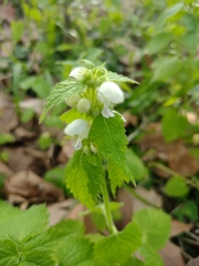 Lamium flexuosum