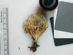 Lentaria byssiseda