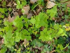 Lamium flexuosum