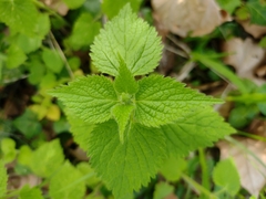 Lamium flexuosum
