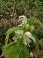 Lamium flexuosum