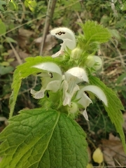 Lamium flexuosum