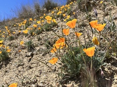 Eschscholzia lemmonii