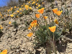Eschscholzia lemmonii