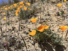 Eschscholzia lemmonii