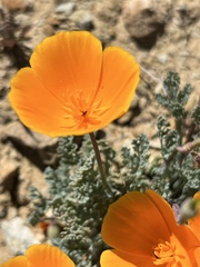 Eschscholzia lemmonii