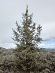 Juniperus occidentalis