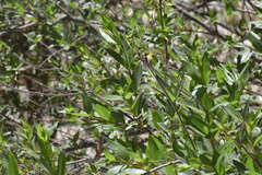Cephalanthus