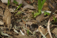 Cissia phronius