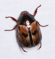Anomala binotata