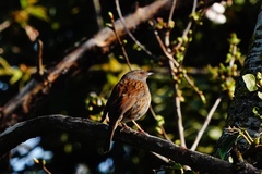 Prunella modularis