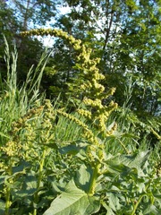 Blitum bonus-henricus