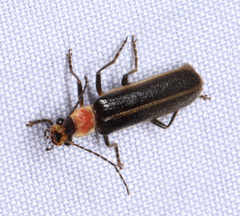 Podabrus quadratus