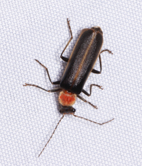 Podabrus quadratus