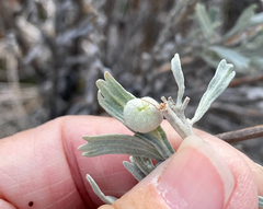 Rhopalomyia hirtipomum