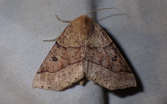 Crocallis dardoinaria