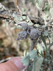Rhopalomyia rugosa