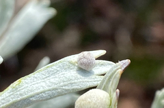 Rhopalomyia hirtipomum
