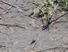 Bembix americana