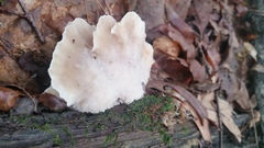 Tyromyces galactinus