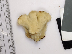 Tyromyces galactinus