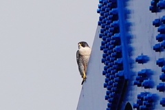 Falco peregrinus