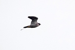 Falco peregrinus