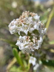 Eriodictyon trichocalyx