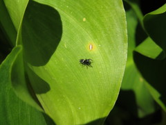 Heliophanus canariensis