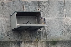 Falco peregrinus