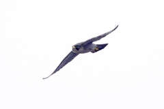 Falco peregrinus