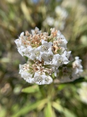 Eriodictyon trichocalyx