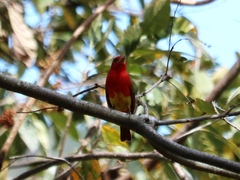 Piranga rubra