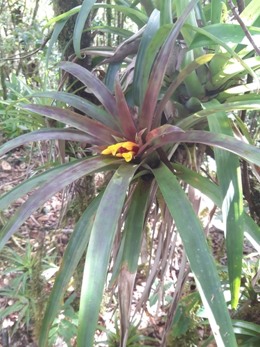 Guzmania cerrohoyaensis image